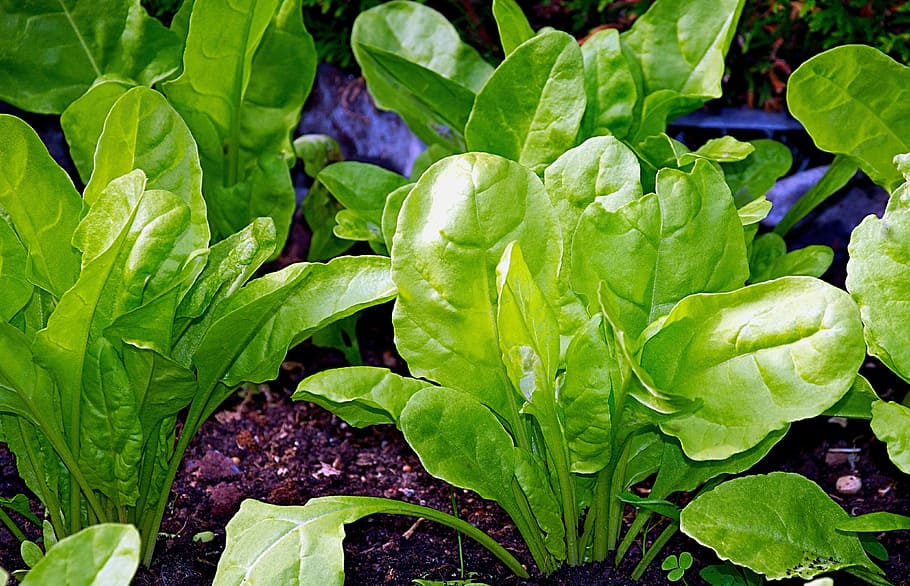 chard, young, healthy, vegetables, tasty, bio, leaf, plant part, growth, green color