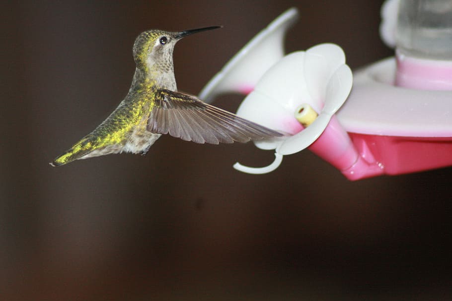 Hummingbird, Feeding, Hovering, ruby-throated, feeder, one animal, animal themes, flying, close-up, bird