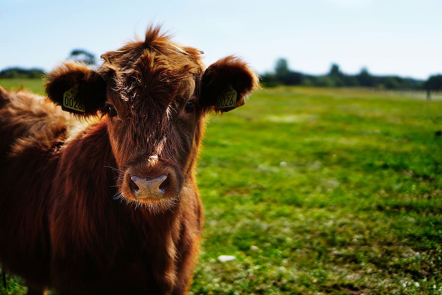 selective, focus photography, brown, cattle, bull, calf, heifer, ko, cow, heifers