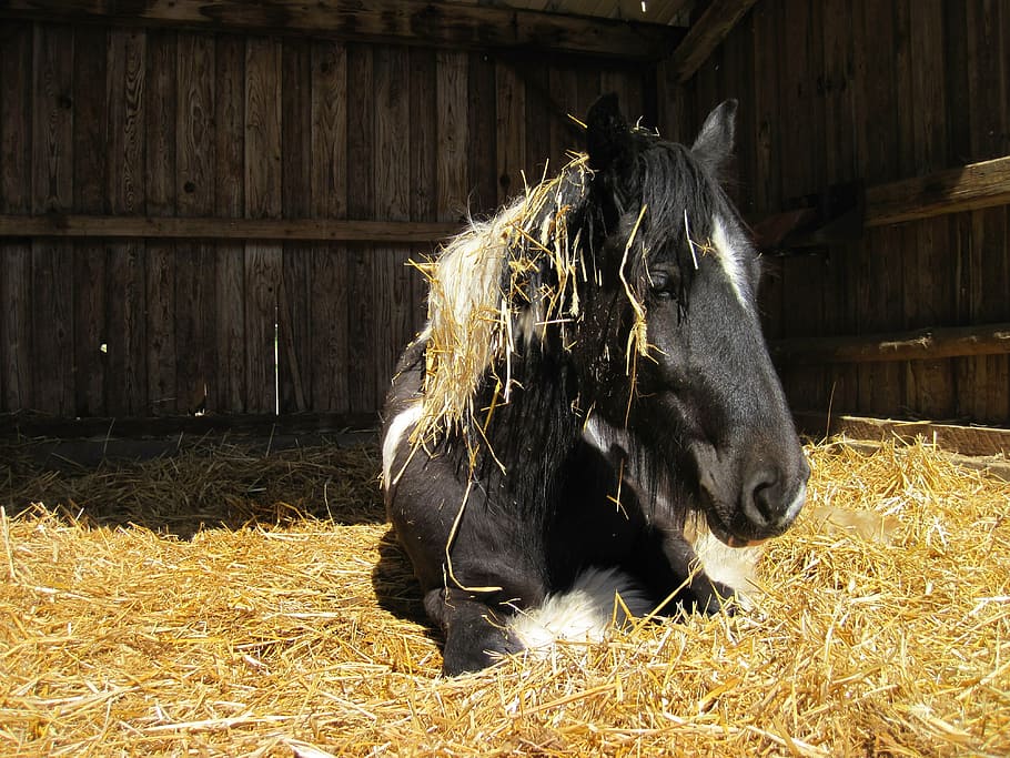 black, horse, hay, pinto, white, tinker, straw, stall, concerns, sun
