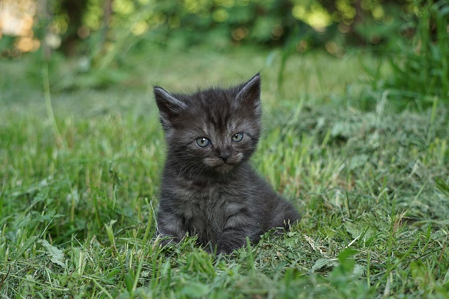 Young kittens. Молодой котенок.