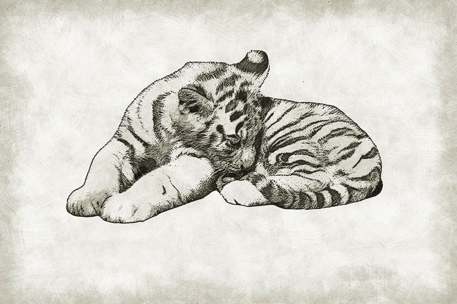 bosquejo del tigre, tigre, cachorro, lindo, salvaje, fauna, bebé, gato, mamífero, depredador