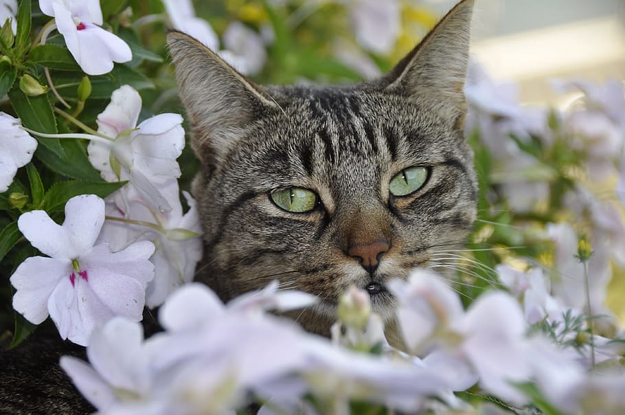 gris, gato, blanco, flores, flor, primavera, felino, animales domésticos, gato doméstico, mamífero