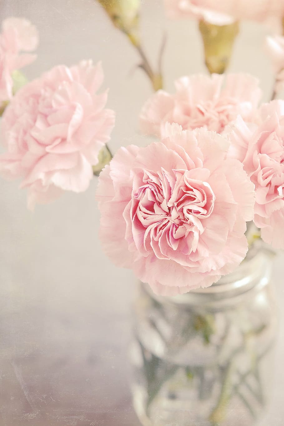 selective, focus photograhy, pink, flowers, cloves, pink flowers, carnation pink, tender, romantic, vase