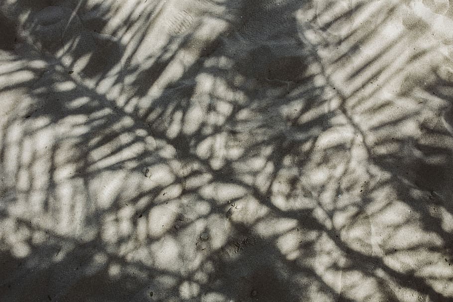 sombra, hoja de palma, hoja, hojas, luz solar, palma de sagú, palma, patrón, fondos, resumen