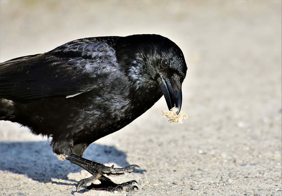 macro photography, crow, raven, raven bird, bird, feather, black, bill, carrion crow, common raven