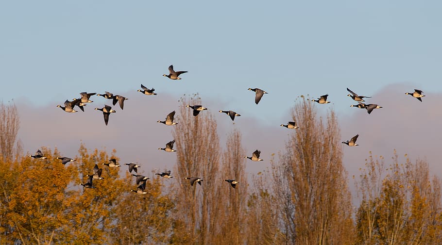 geese in flight, sunrise, geese, flying geese, birds, nature, orange, sky, scenic, morning