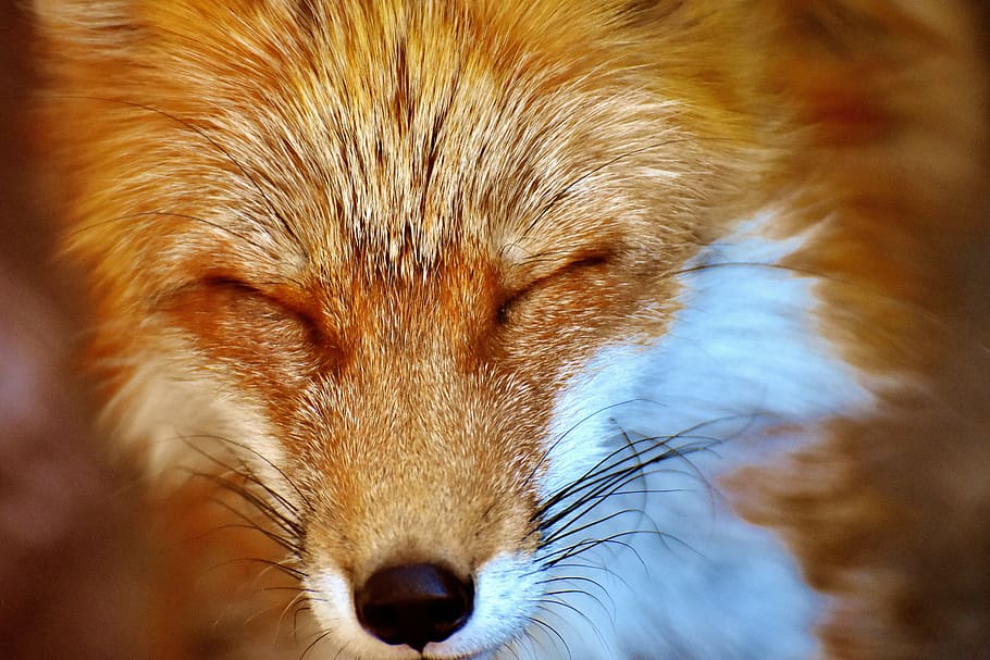 close-up photo, fox, fuchs, animal world, wild animal, wildlife photography, animal portrait, nature, creature, wildpark poing
