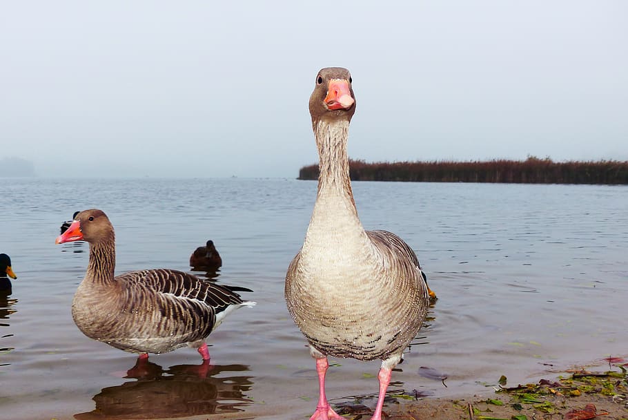 goose grey goose, tom, the leader of the pack, nervous, aggressive, water birds, lake, beach, animals, nature