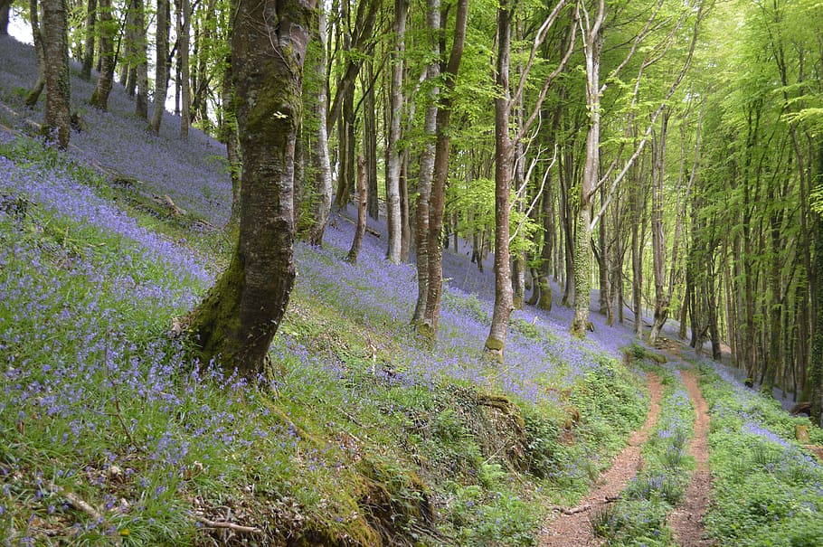 trees, wood, flowers, cornwall, spring, bluebells, tree, plant, forest, tranquility