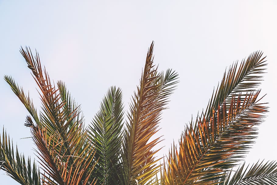 green palm tree, background, bay, beach, beautiful, blue, calm, caribbean, cloud, coast