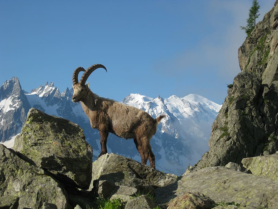 marrón, carnero, superior, gris, roca, mont blanc, cabra montés, naturaleza, chamonix, argentières
