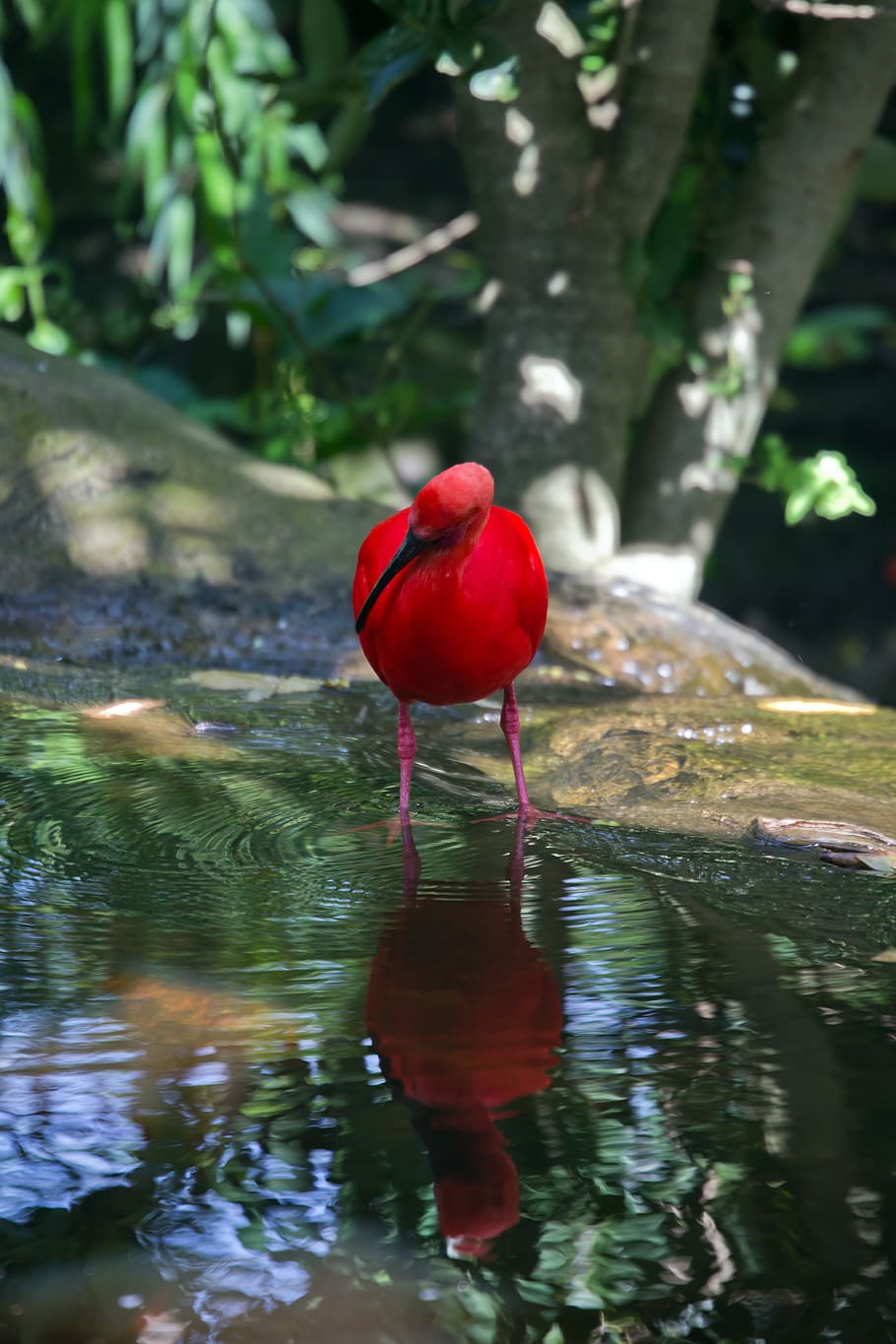 ibis escarlata, ibis, rojo, pájaro, salvaje, estanque, agua, lago, planta, reflexión