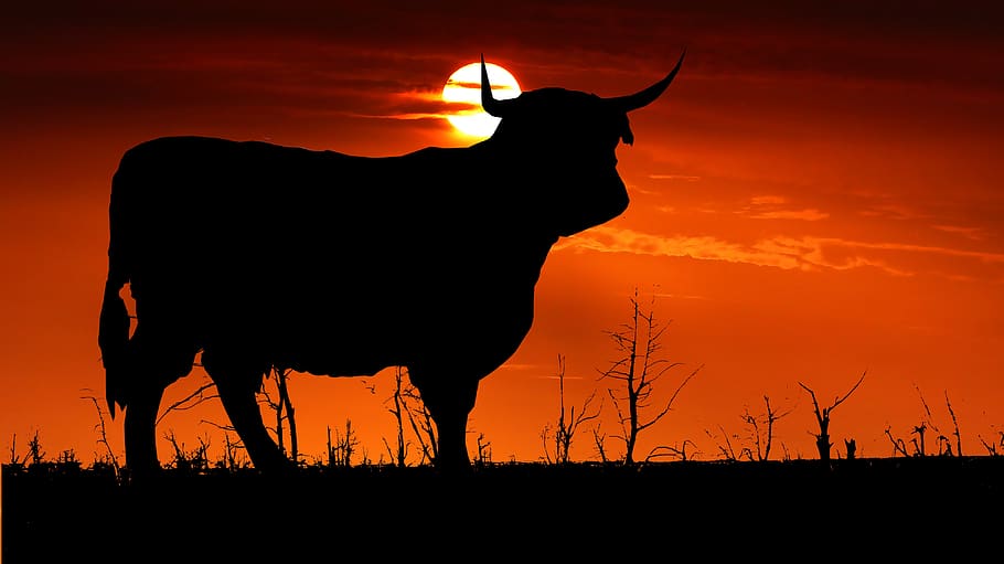 sunset, cow, nature, cattle, sky, pastures, field, livestock, twilight, animal