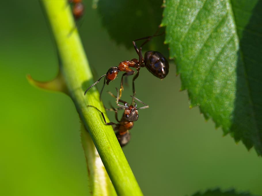 hormiga, hormiga de madera, animal, naturaleza, insecto, macro, cerrar, formica, formicidae, mora
