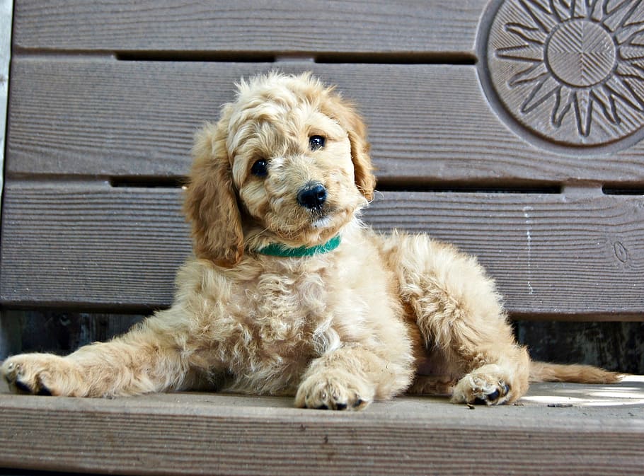 short-coated, brown, puppy, laying, bench, sitting, young, cute, doggy, adorable