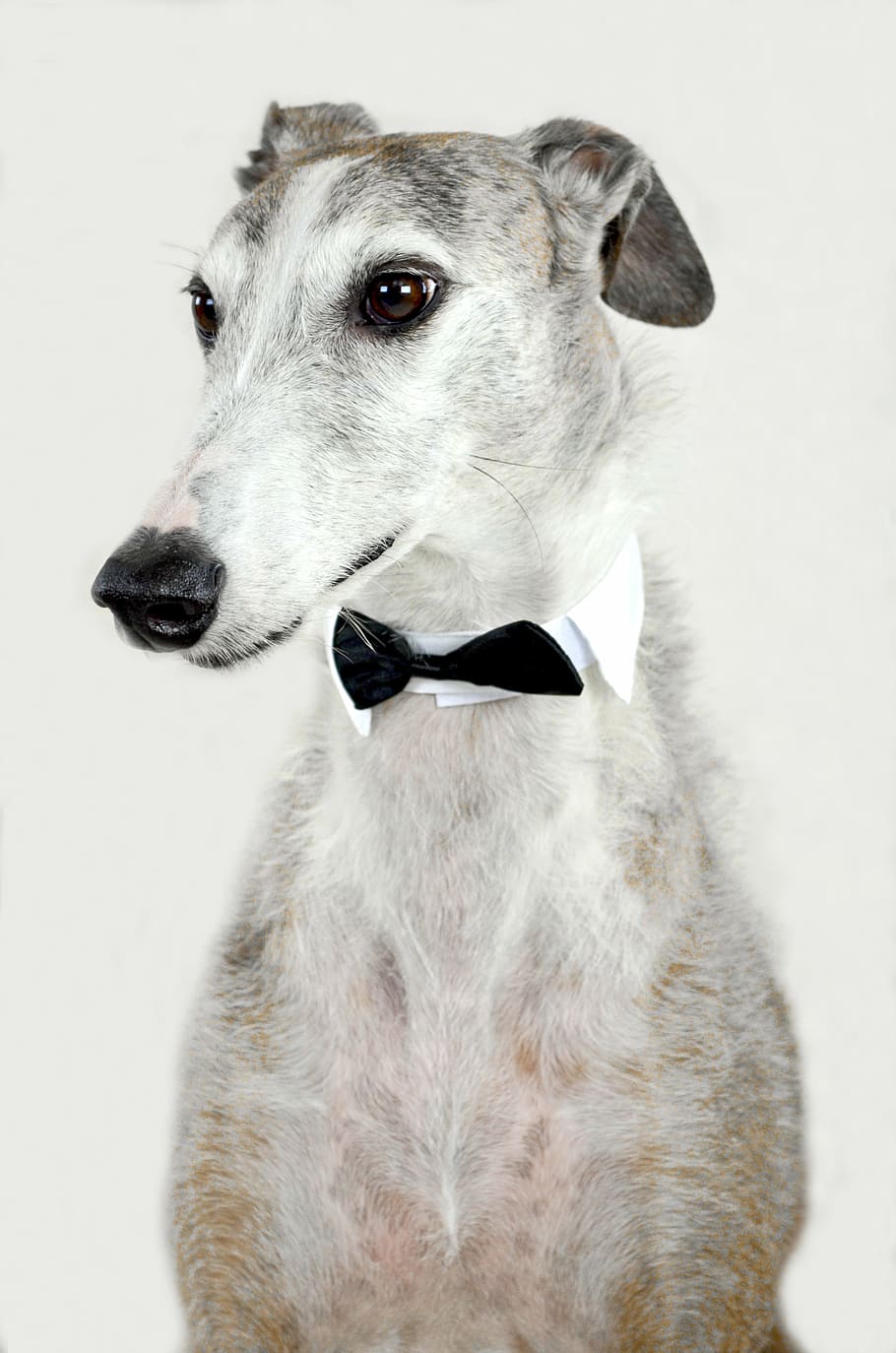 short-coated, white, gray, dog photography, dog, animal, greyhound, spanish greyhound, fly, collar