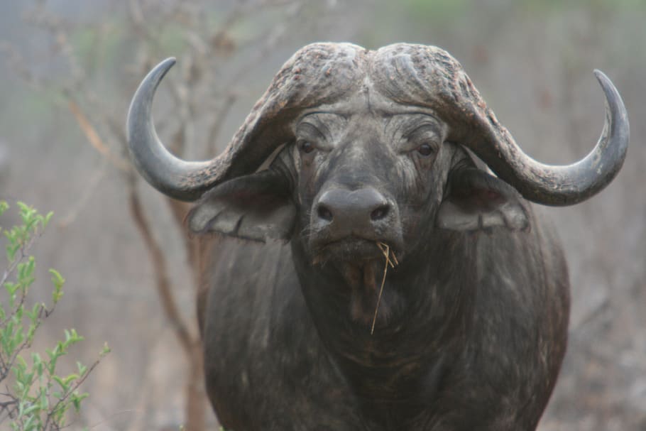 buffalo, africa, big 5, bovine, safari, wildlife, animals, travel, one animal, animal wildlife