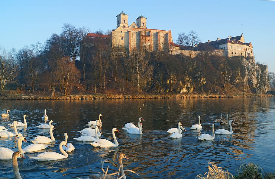 flocks, swan, body, water, kraków, tyniec, monastery, architecture, autumn, abbey