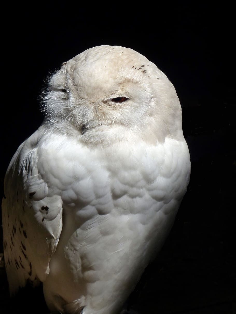 closeup, white, owl, Owl, Barn, Barn Owl, Raptor, Snow Owl, nocturnal, mystical, bird