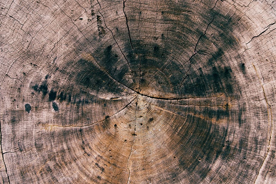 kayu, log, tekstur, latar belakang, pohon, bertekstur, pola, cincin pohon, bingkai penuh, kulit