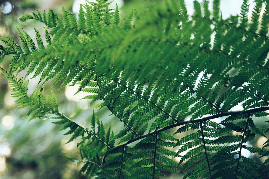 green leafed trees, fern, green, leaf, plant, nature, green Color, tree, close-up, freshness
