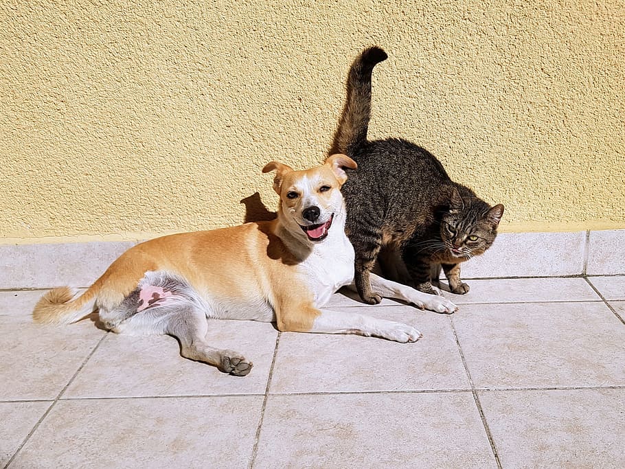 medium short-coated, tan, dog, cat, wall, Pets, Cat, Dog, Friendship, Animals, one animal