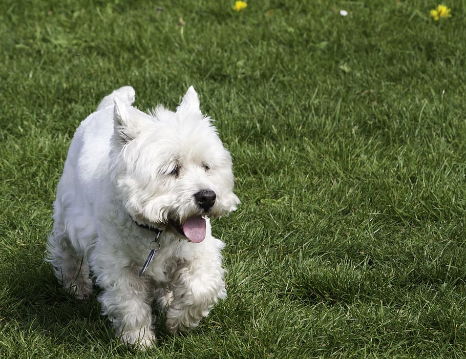 west highland, white, terrier, West Highland White Terrier, Dog, west highland terrier, westie, pet, animal, west