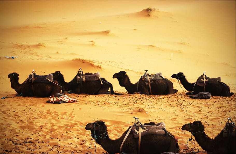 seis, marrom, camelo, areia, preto, camelos, assentos, sobremesa, foto, dia