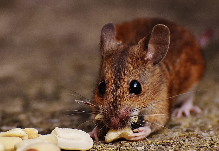 brown, rat, eating, nut, mouse, rodent, cute, mammal, nager, nature
