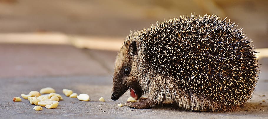 choco hedge hog, hedgehog child, young hedgehog, hedgehog, animal, spur, nature, garden, mammal, hannah