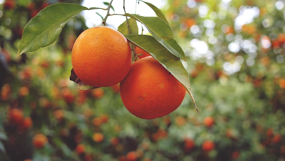 oranges, fruits, healthy, food, trees, fruit, healthy eating, food and drink, tree, growth