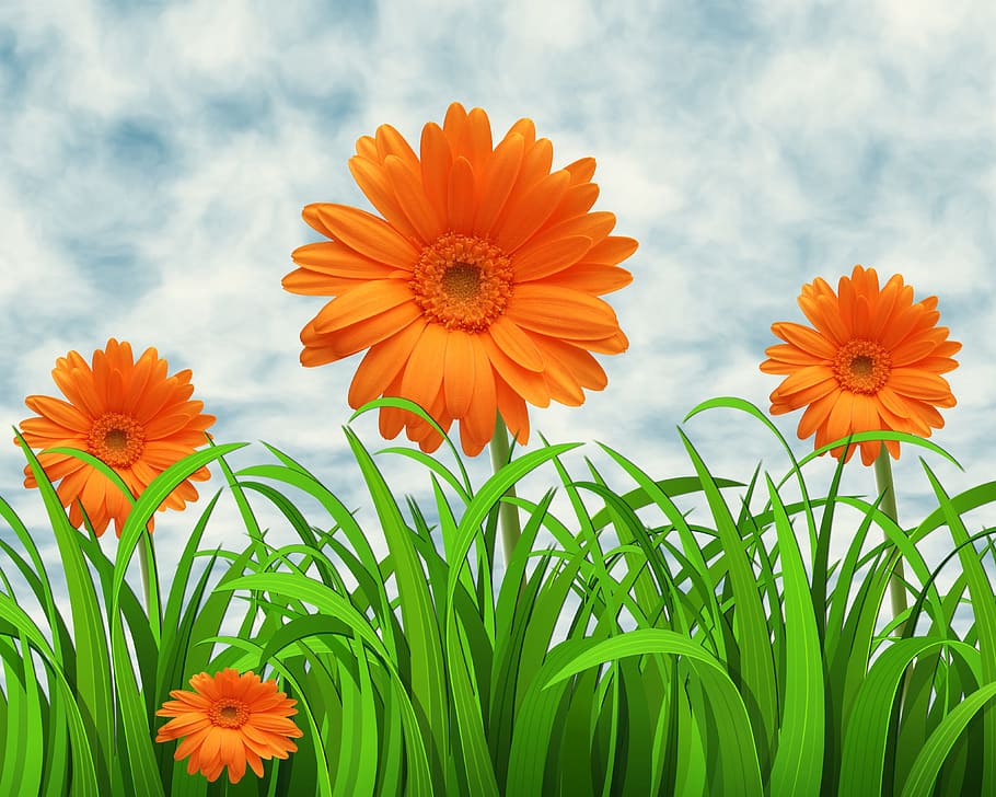 orange, gerbera flowers, white, sky wallpaper, flowers, nature, sky, background, margaritas, grass