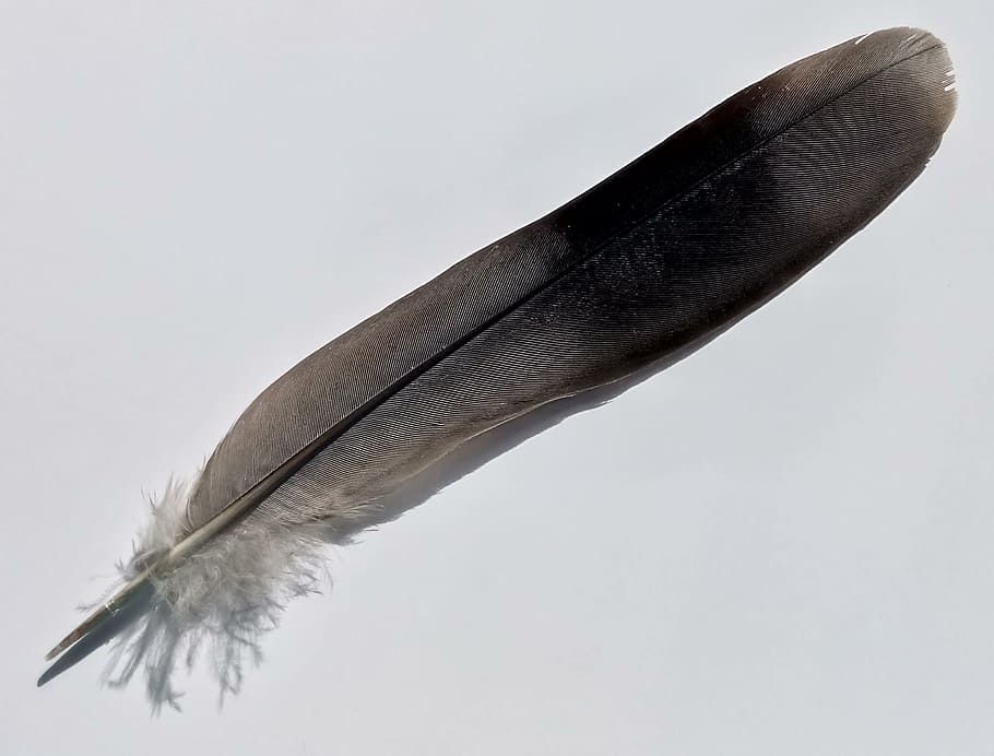 bird feather, grey, black, nature, fauna, australia, feather, studio shot, single object, quill pen
