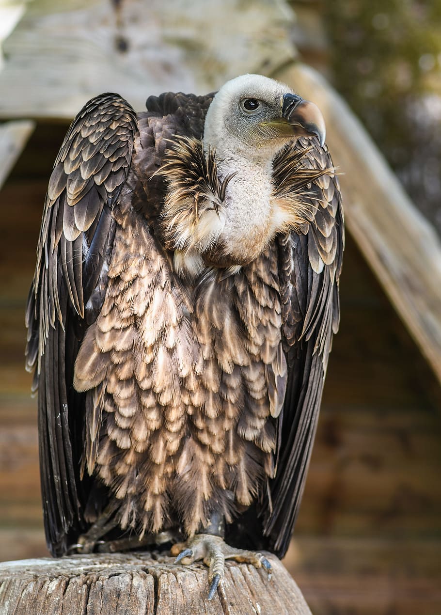 selective, focus photo, griffon vulture perching, brown, tree log, vulture, tawny, raptor, bird, scavenger
