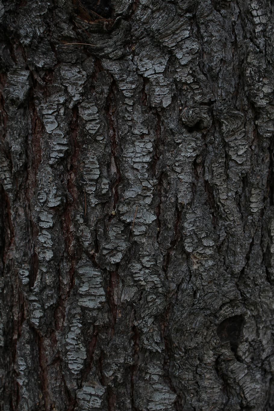 Pinus, Pohon, Latar Belakang, latar belakangnya adalah, desktop, kulit kayu, konifer, pohon jenis konifera, alam, batang
