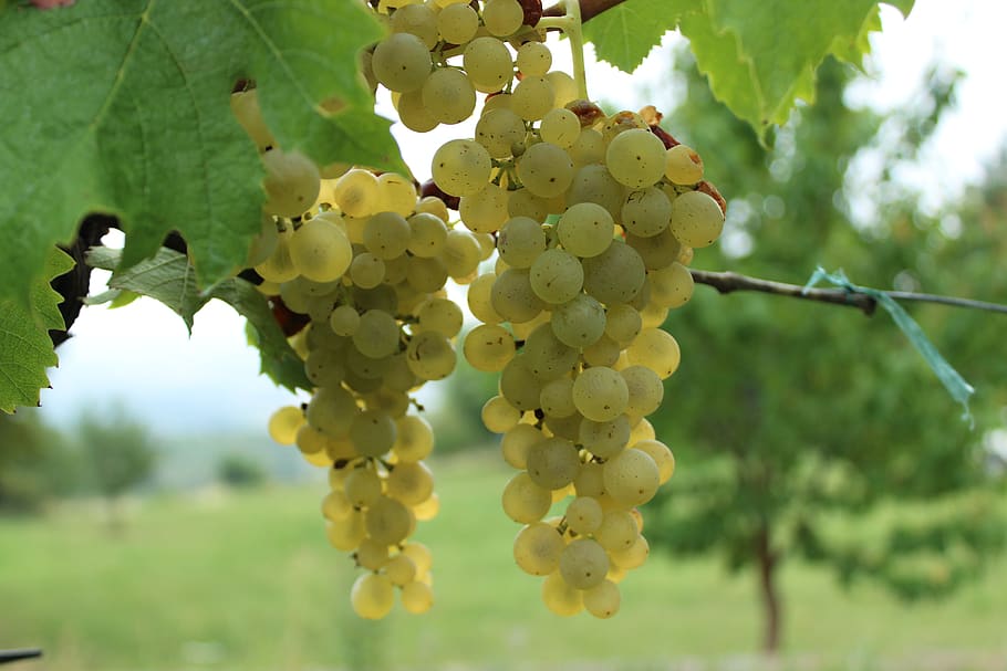 wine, grapes, grape, krems, vineyard, white wine, rivaner, müller-turgau, growth, plant