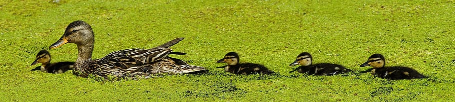 brown, duck, four, black, ducklings, green, leafed, plant, mama, chicks