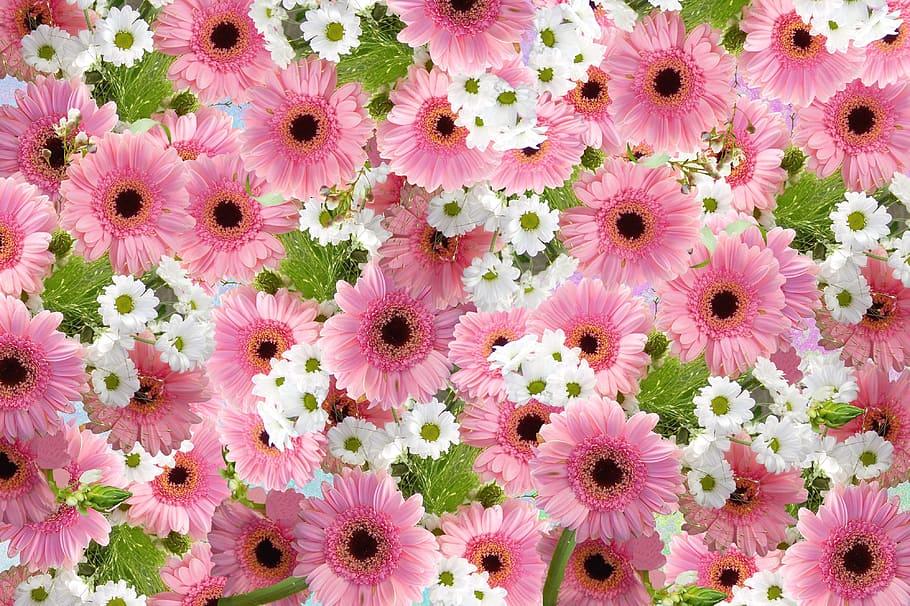 banyak bunga matahari merah muda, gerbera, bunga potong, mekar, bunga, merah muda, alam, taman, bunga merah muda, tanaman berbunga