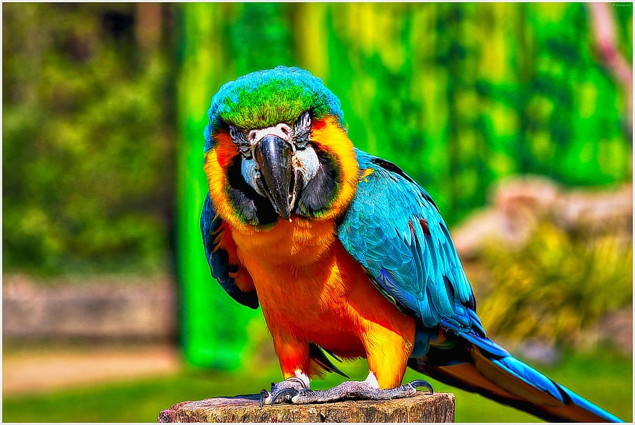 bird, parrot, beautiful, nature, animal world, colorful, color, bill, plumage, hdr