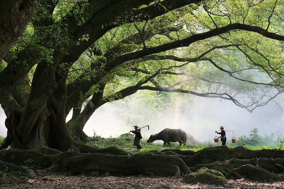 dois, homem, em pé, ao lado, búfalo de água, árvore, agricultor, grandes árvores, vaca, manhã