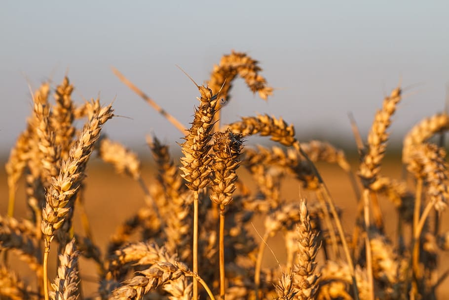 Wheat Field, Rye, Grain, Agriculture, landscape, cereals, food, commodity, nature, wheat