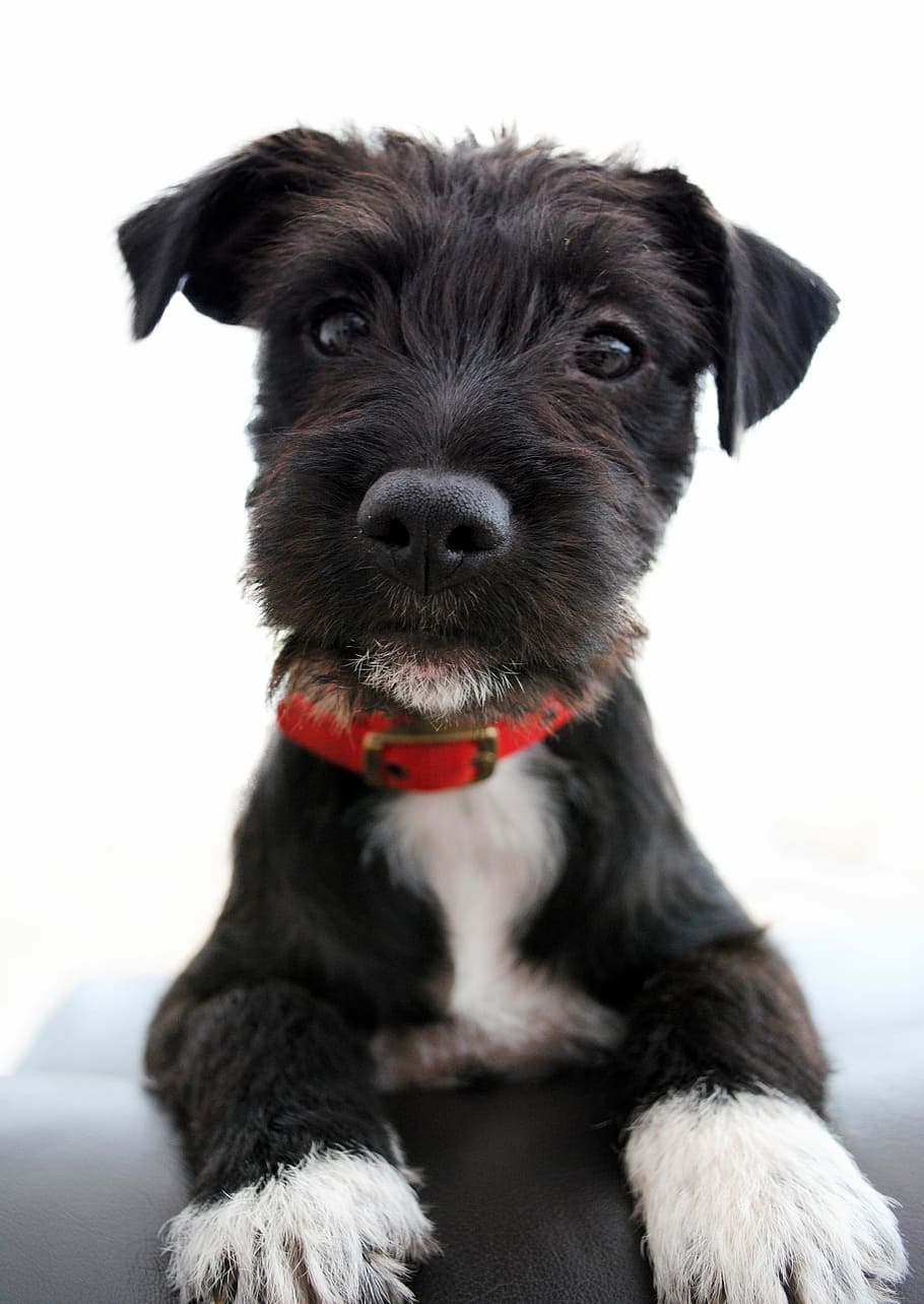 short-coated, black, white, puppy, red, collar, focus photo, dog, cute, pet