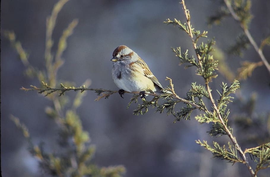 pohon sparrow Amerika, burung, margasatwa, alam, duduk, di luar ruangan, cabang, kecil, potret, satwa liar