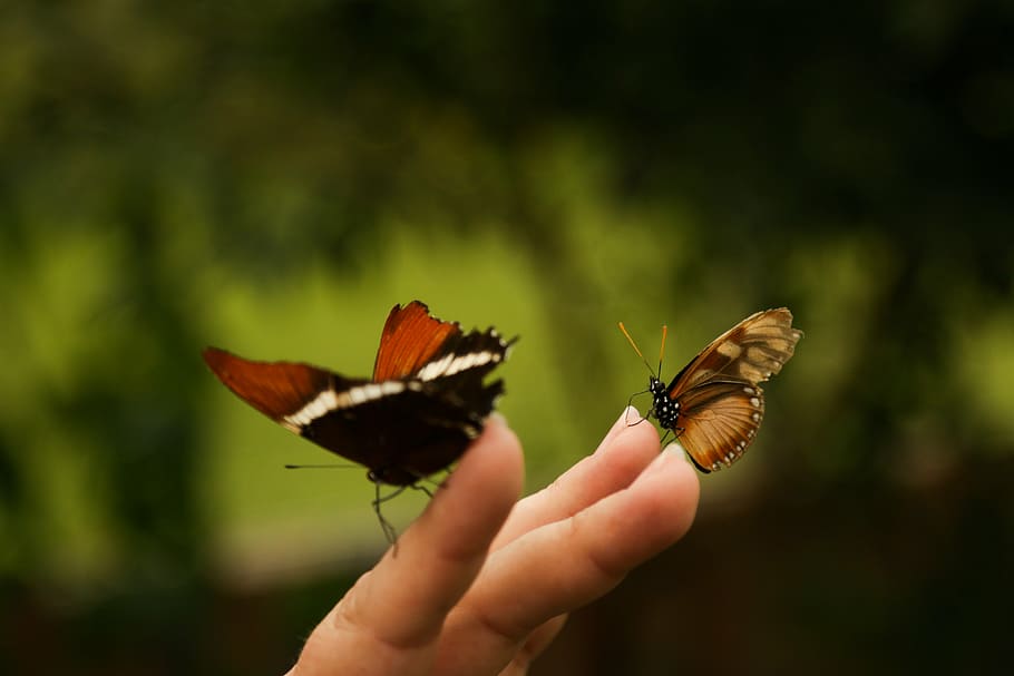 mariposa, insecto, naturaleza, alas, bicho, hojas, bosque, verde, naranja, mano