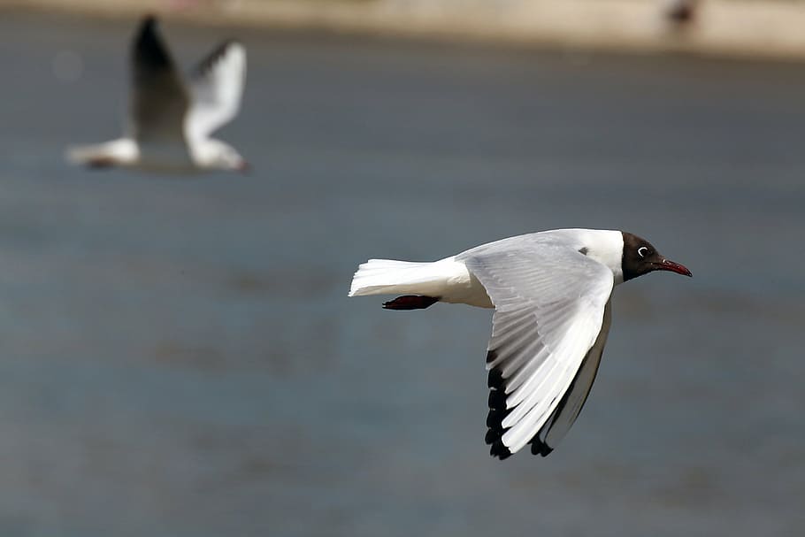 black, headed, white, bird, flying, seagull, fly, wings, feather, wildlife