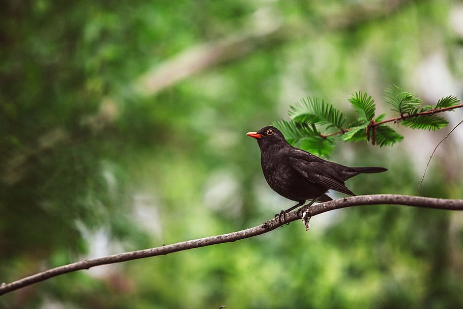 common, blackbird, perched, tree, bird, nature, wildlife, animal, black, merula