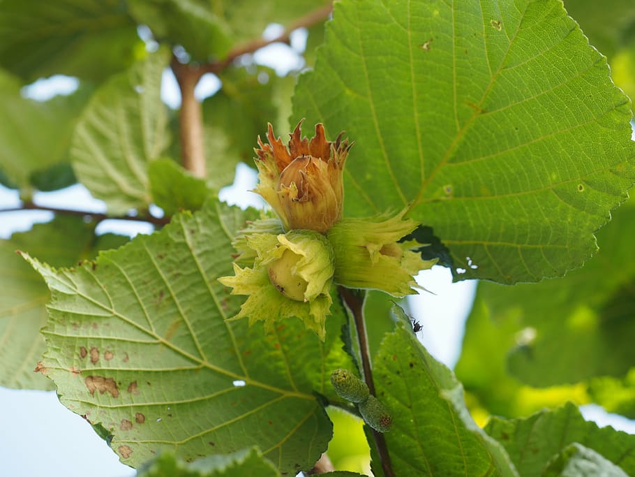 hazelnut, fruit, bush, hazel, plant part, leaf, plant, green color, growth, close-up