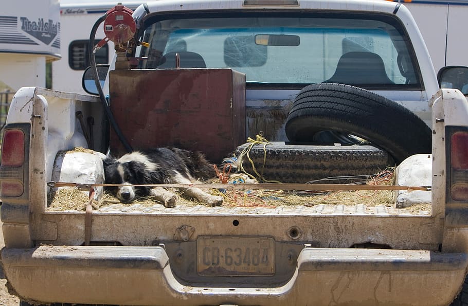 two, car tires, truck bed, Pickup, Truck, Dog, Sleeping, Animal, pickup, truck, pet