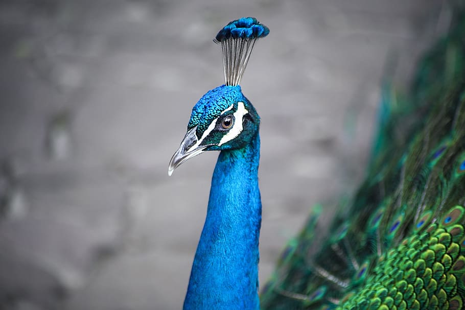 peacock, bird, animal, nature, feather, pattern, color, colorful, green, wildlife